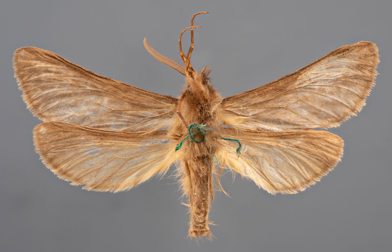 /filer/webapps/moths/media/images/A/annulosa_Gorgopis_HT_MfNb.jpg