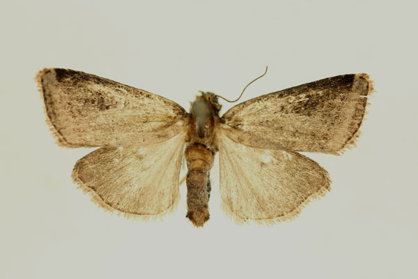 /filer/webapps/moths/media/images/A/annulus_Micraxylia_AM_RMCA.jpg