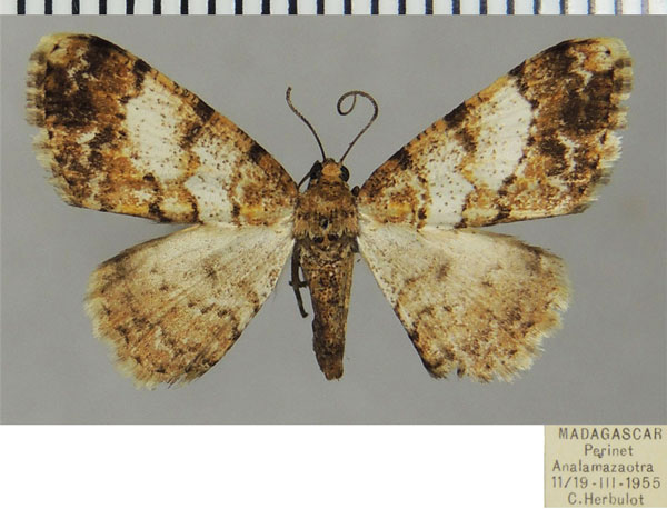 /filer/webapps/moths/media/images/A/annumerata_Ectropis_AF_ZSM.jpg
