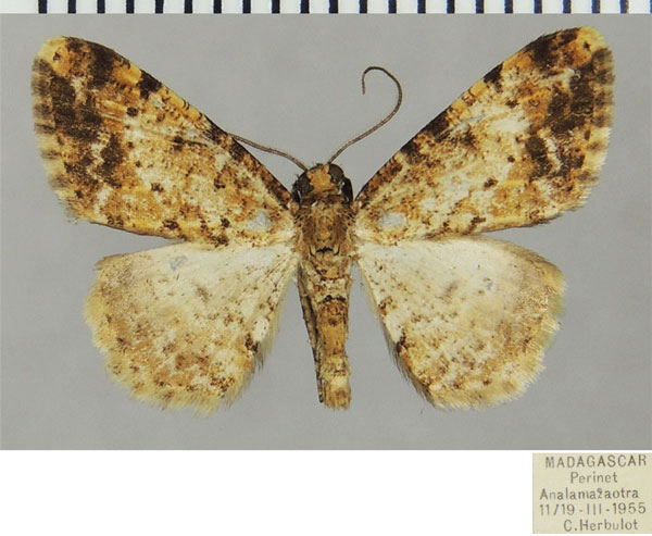 /filer/webapps/moths/media/images/A/annumerata_Ectropis_AM_ZSMa.jpg