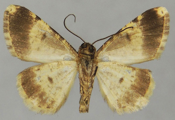 /filer/webapps/moths/media/images/A/annumerata_Ectropis_AM_ZSMb.jpg