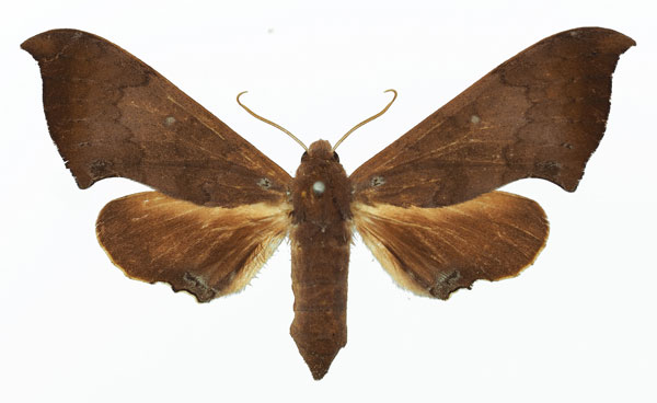 /filer/webapps/moths/media/images/A/anochus_Polyptychus_AF_Basquin_01.jpg