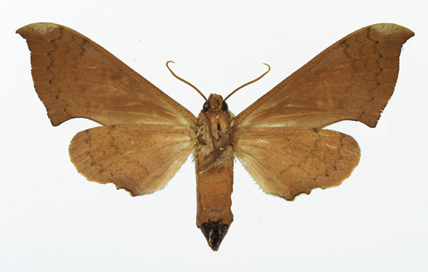 /filer/webapps/moths/media/images/A/anochus_Polyptychus_AF_Basquin_02.jpg