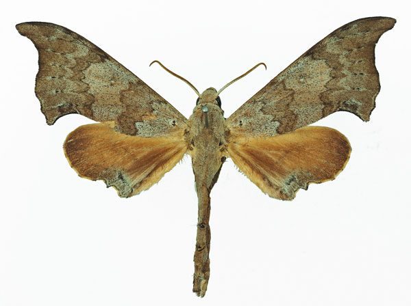 /filer/webapps/moths/media/images/A/anochus_Polyptychus_AM_Basquin_01a.jpg