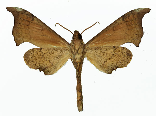 /filer/webapps/moths/media/images/A/anochus_Polyptychus_AM_Basquin_01b.jpg