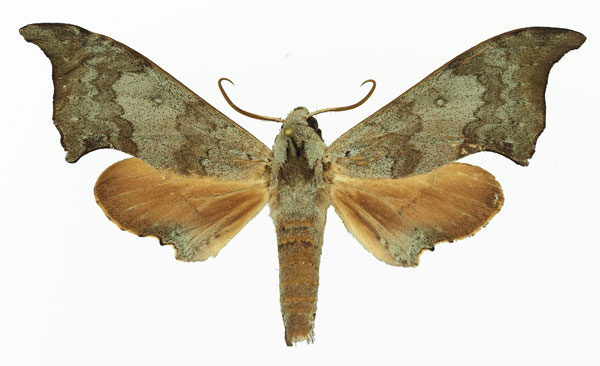 /filer/webapps/moths/media/images/A/anochus_Polyptychus_AM_Basquin_02.jpg