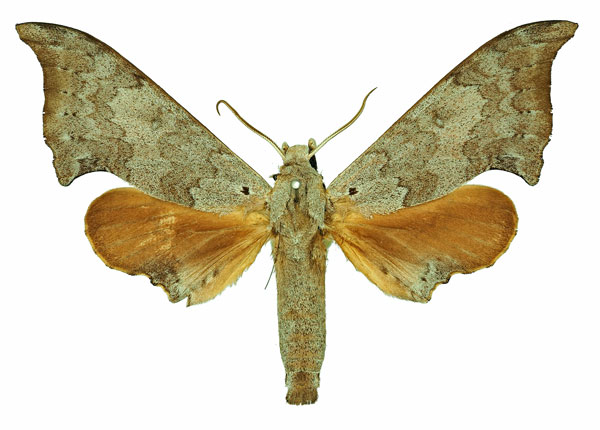 /filer/webapps/moths/media/images/A/anochus_Polyptychus_AM_Basquin_03a.jpg