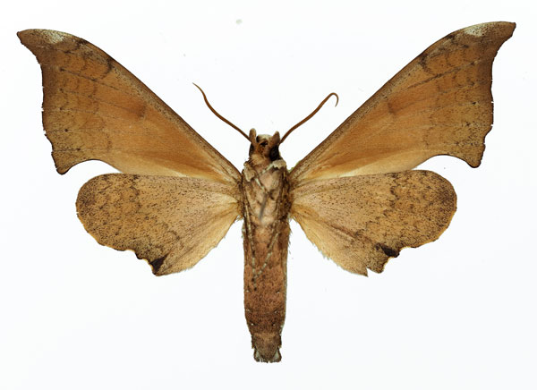 /filer/webapps/moths/media/images/A/anochus_Polyptychus_AM_Basquin_03b.jpg
