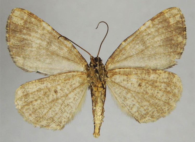 /filer/webapps/moths/media/images/A/anodina_Xylopteryx_HT_ZSMb.jpg