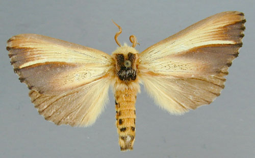 /filer/webapps/moths/media/images/A/anodonta_Antheua_A_RMCA_01.jpg