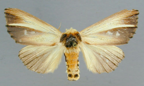 /filer/webapps/moths/media/images/A/anodonta_Antheua_A_RMCA_02.jpg