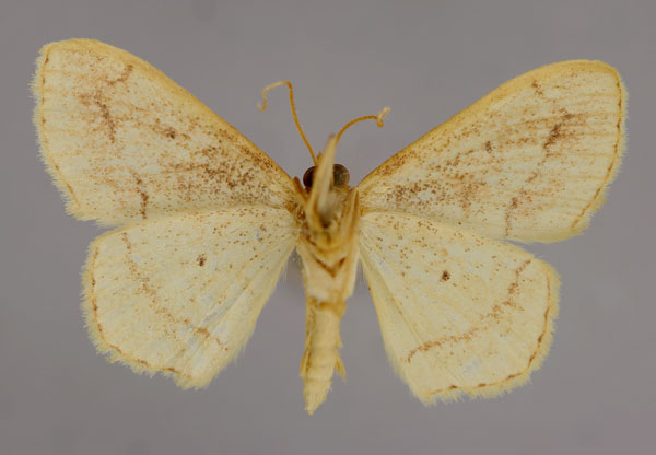 /filer/webapps/moths/media/images/A/anoista_Scopula_A_ZSM_02.jpg