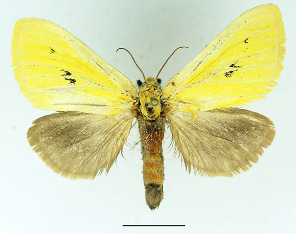 /filer/webapps/moths/media/images/A/anomala_Antheua_AF_Basquin_01.jpg
