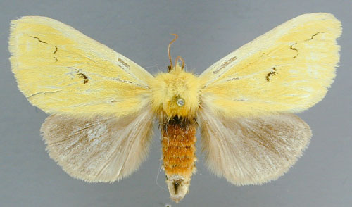 /filer/webapps/moths/media/images/A/anomala_Antheua_AF_RMCA.jpg