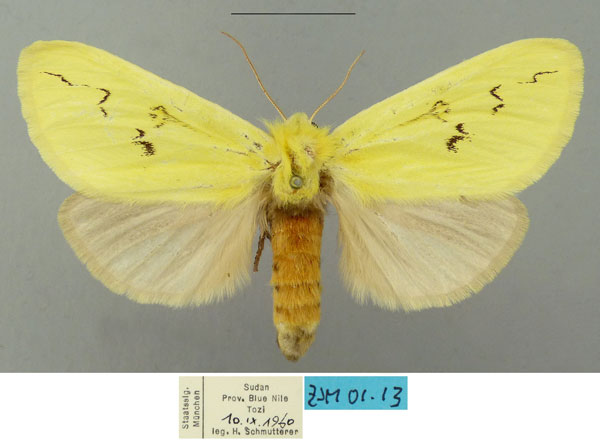 /filer/webapps/moths/media/images/A/anomala_Antheua_AF_ZSM.jpg