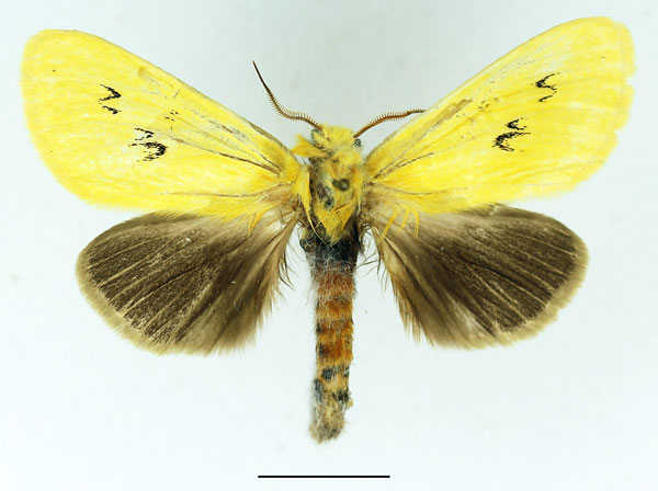 /filer/webapps/moths/media/images/A/anomala_Antheua_AM_Basquin_01.jpg
