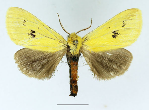 /filer/webapps/moths/media/images/A/anomala_Antheua_AM_Basquin_02.jpg