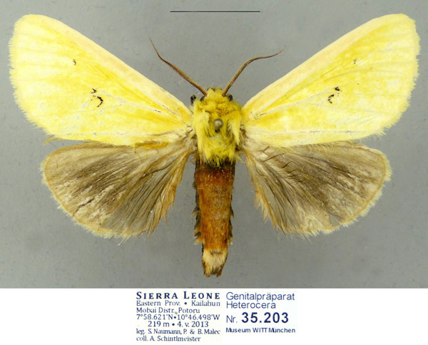 /filer/webapps/moths/media/images/A/anomala_Antheua_AM_Schintlmeister.jpg
