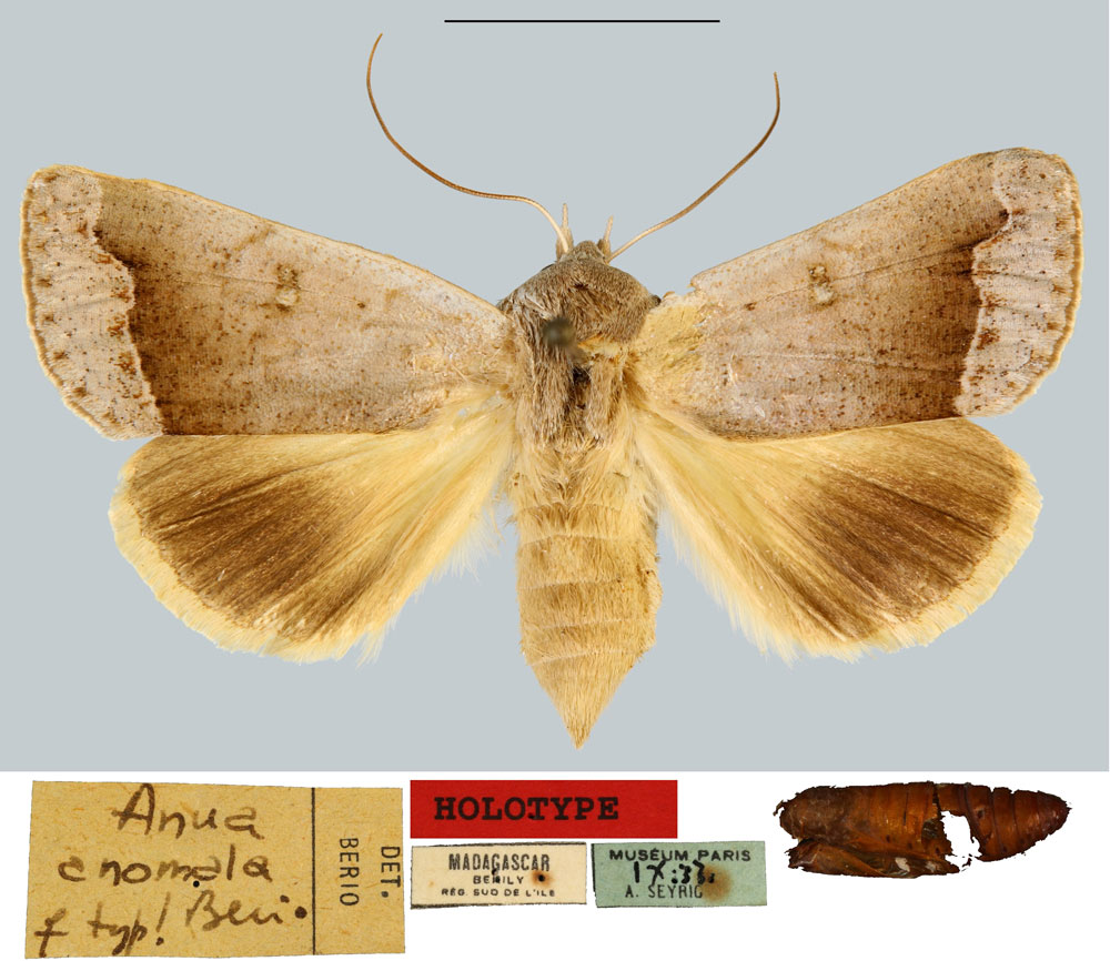 /filer/webapps/moths/media/images/A/anomala_Anua_HT_MNHN.jpg