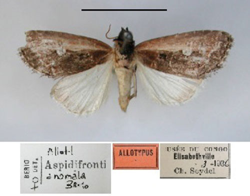 /filer/webapps/moths/media/images/A/anomala_Aspidifrontia_AT_RMCA.jpg