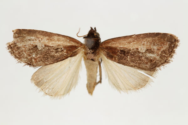 /filer/webapps/moths/media/images/A/anomala_Aspidifrontia_AT_RMCA_02.jpg