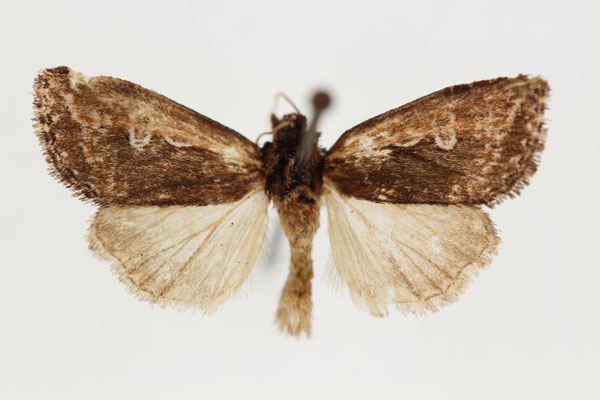 /filer/webapps/moths/media/images/A/anomala_Aspidifrontia_HT_RMCA_02.jpg