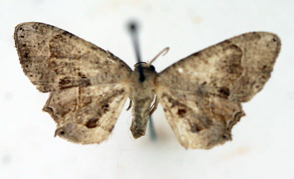 /filer/webapps/moths/media/images/A/anomala_Epiplema_AF_TMSA.jpg