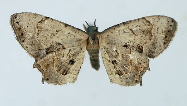 /filer/webapps/moths/media/images/A/anomala_Epiplema_AM_TMSA.jpg