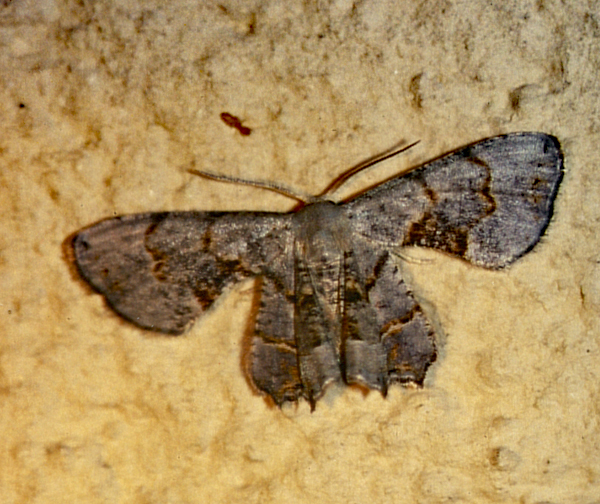 /filer/webapps/moths/media/images/A/anomala_Epiplema_A_Roland_01.jpg
