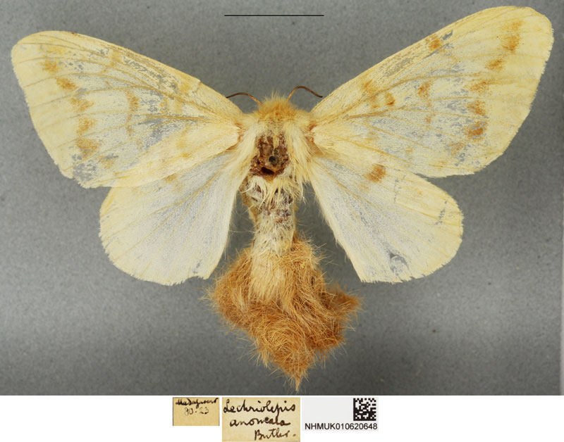 /filer/webapps/moths/media/images/A/anomala_Lechriolepis_STF_BMNH_02.jpg