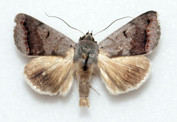 /filer/webapps/moths/media/images/A/anomala_Ophiusa_AM_MNHN.jpg