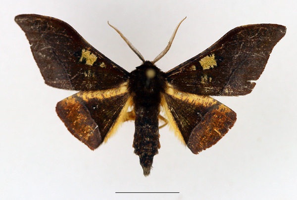 /filer/webapps/moths/media/images/A/anomalus_Plegapteryx_AF_TMSA.jpg