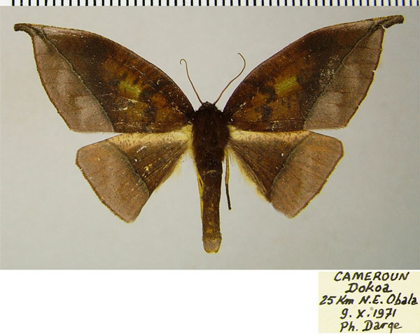/filer/webapps/moths/media/images/A/anomalus_Plegapteryx_AF_ZSM.jpg