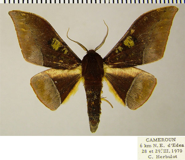 /filer/webapps/moths/media/images/A/anomalus_Plegapteryx_AM_ZSMa.jpg