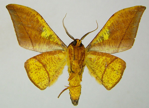 /filer/webapps/moths/media/images/A/anomalus_Plegapteryx_AM_ZSMb.jpg