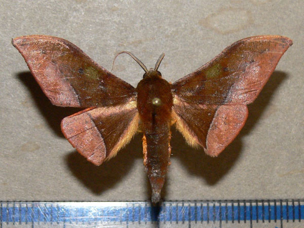 /filer/webapps/moths/media/images/A/anomalus_Plegapteryx_A_Goff_01.jpg