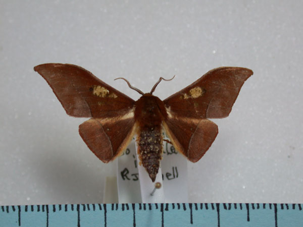 /filer/webapps/moths/media/images/A/anomalus_Plegapteryx_A_Revell.jpg