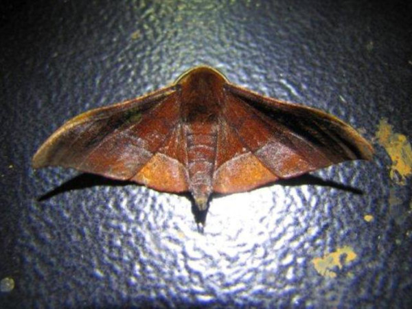 /filer/webapps/moths/media/images/A/anomalus_Plegapteryx_A_Stanton.jpg