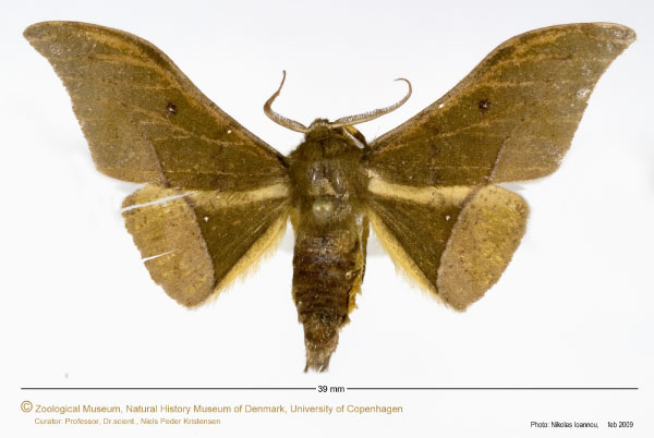 /filer/webapps/moths/media/images/A/anomalus_Plegapteryx_A_ZMUC_01.jpg