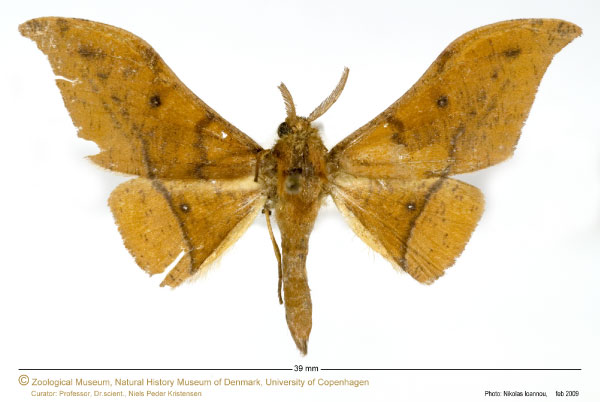 /filer/webapps/moths/media/images/A/anomalus_Plegapteryx_A_ZMUC_02.jpg
