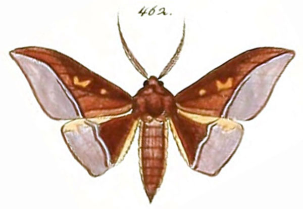 /filer/webapps/moths/media/images/A/anomalus_Plegapteryx_HT_HS-492.jpg