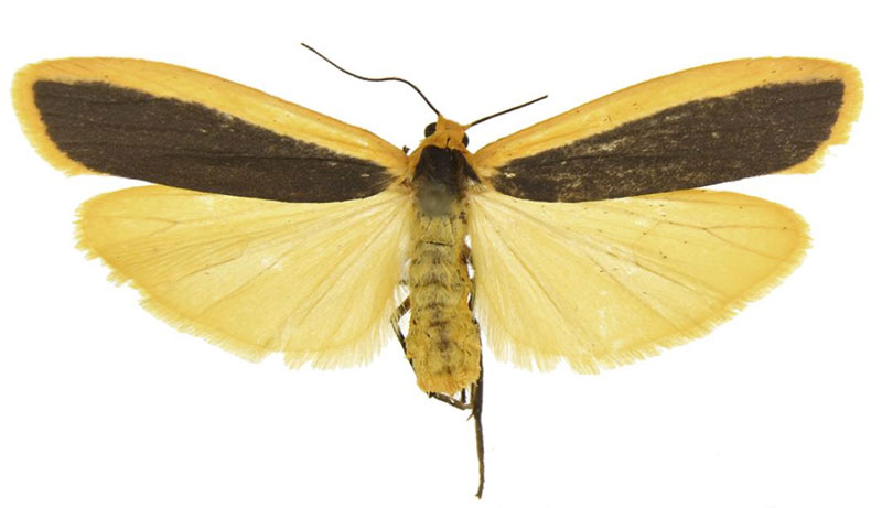 /filer/webapps/moths/media/images/A/anomoia_Oedipygilema_PTF_ANHRT.jpg