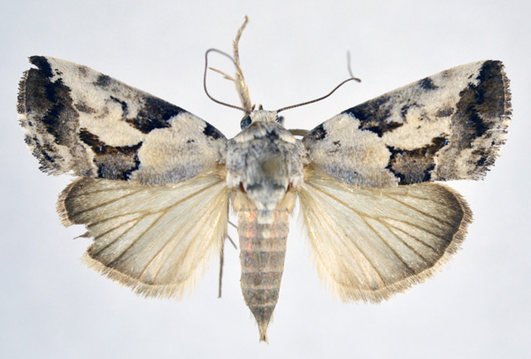 /filer/webapps/moths/media/images/A/anomoiota_Bryophilopsis_AF_NHMO.jpg