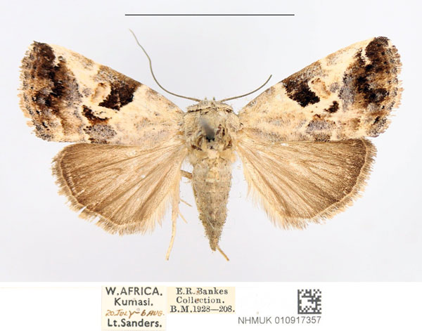 /filer/webapps/moths/media/images/A/anomoiota_Bryophilopsis_AF_NHMUK.jpg