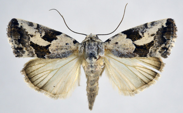 /filer/webapps/moths/media/images/A/anomoiota_Bryophilopsis_AM_NHMO.jpg