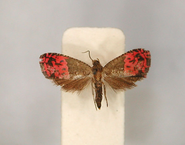 /filer/webapps/moths/media/images/A/anonidii_Anthozela_AT_RMCA_01.jpg