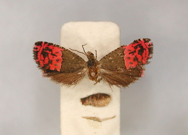 /filer/webapps/moths/media/images/A/anonidii_Anthozela_HT_RMCA_01.jpg