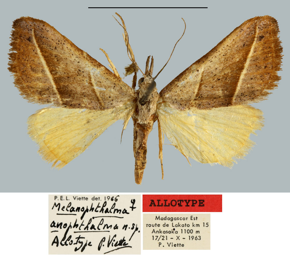 /filer/webapps/moths/media/images/A/anophtalma_Melanophthalma_AT_MNHN.jpg