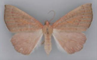 /filer/webapps/moths/media/images/A/anophthalma_Pareclipsis_AF_TMSA.jpg