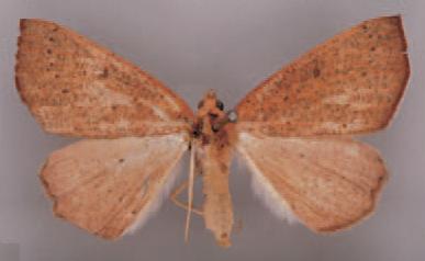 /filer/webapps/moths/media/images/A/anophthalma_Pareclipsis_HT_BMNH.jpg